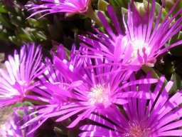 Delosperma obtusum flowers